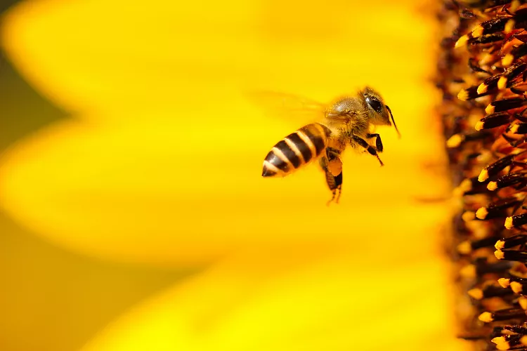a bee flying in the air